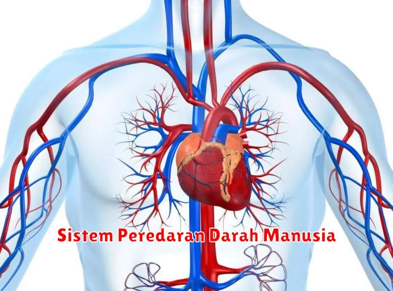 Sistem Peredaran Darah Manusia