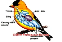 Sistem Pernapasan Burung