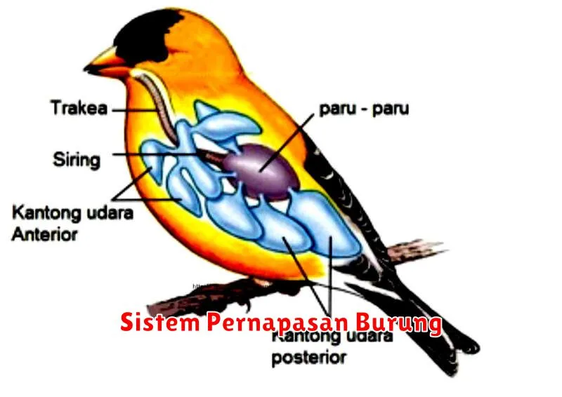 Sistem Pernapasan Burung