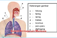 Sistem Pernapasan Manusia