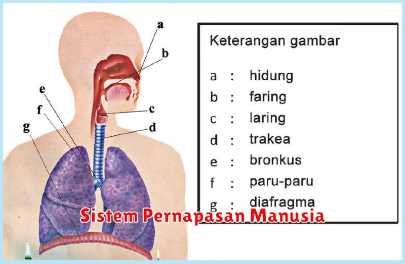 Sistem Pernapasan Manusia