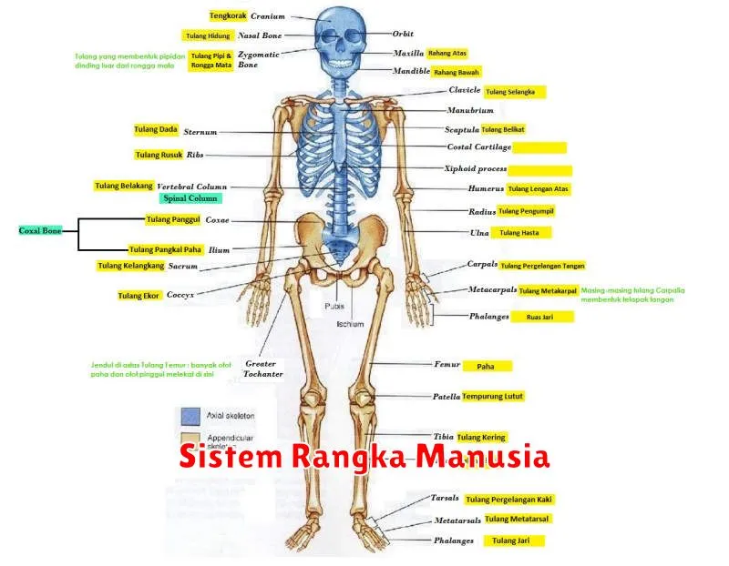 Sistem Rangka Manusia