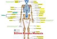 Sistem Rangka Manusia