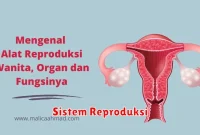 Sistem Reproduksi