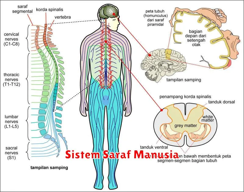 Sistem Saraf Manusia