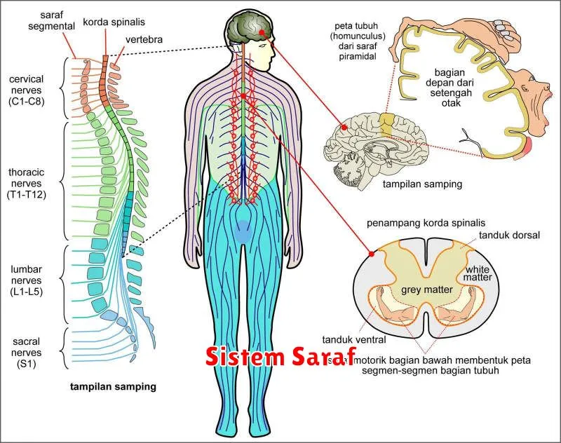 Sistem Saraf