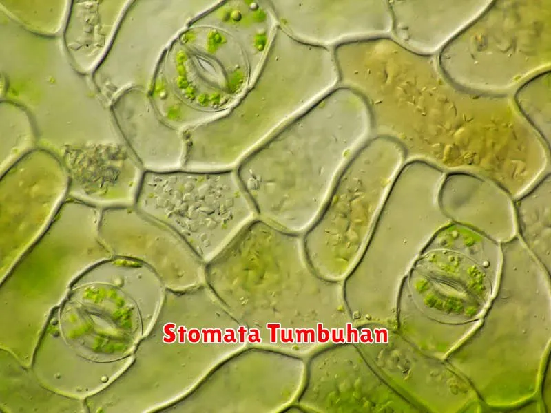 Stomata Tumbuhan