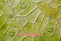 Stomata Tumbuhan