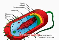 Struktur Bakteri