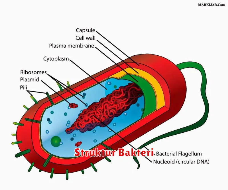 Struktur Bakteri
