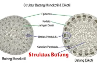 Struktur Batang