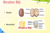 Struktur Biji