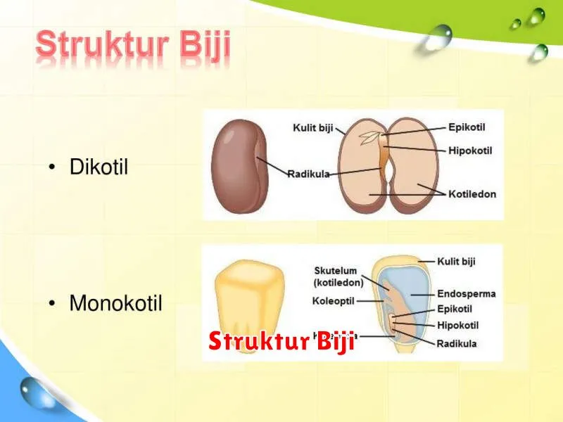 Struktur Biji