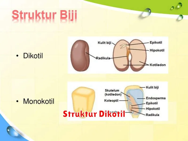 Struktur Dikotil