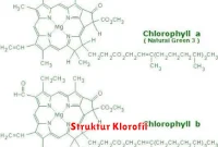 Struktur Klorofil