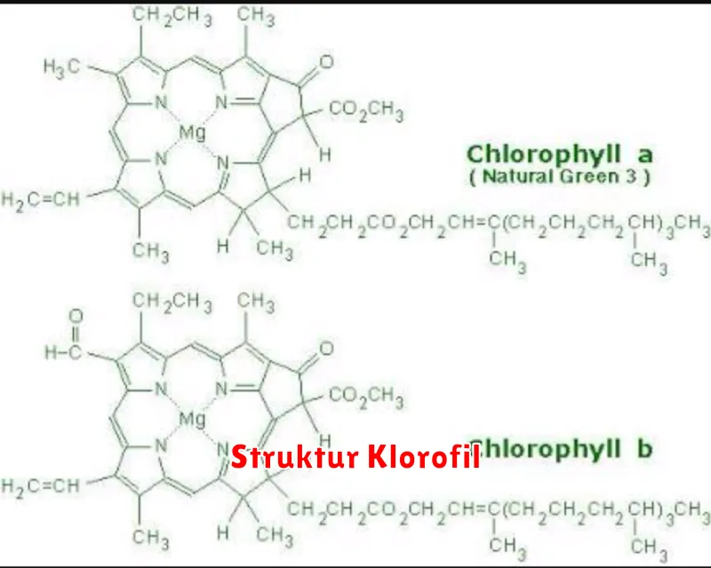 Struktur Klorofil