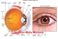 Struktur Mata Manusia