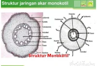 Struktur Monokotil