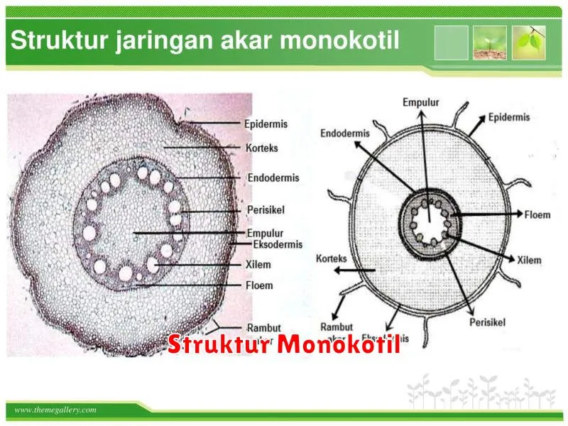 Struktur Monokotil