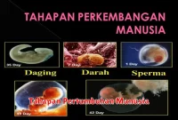 Tahapan Pertumbuhan Manusia