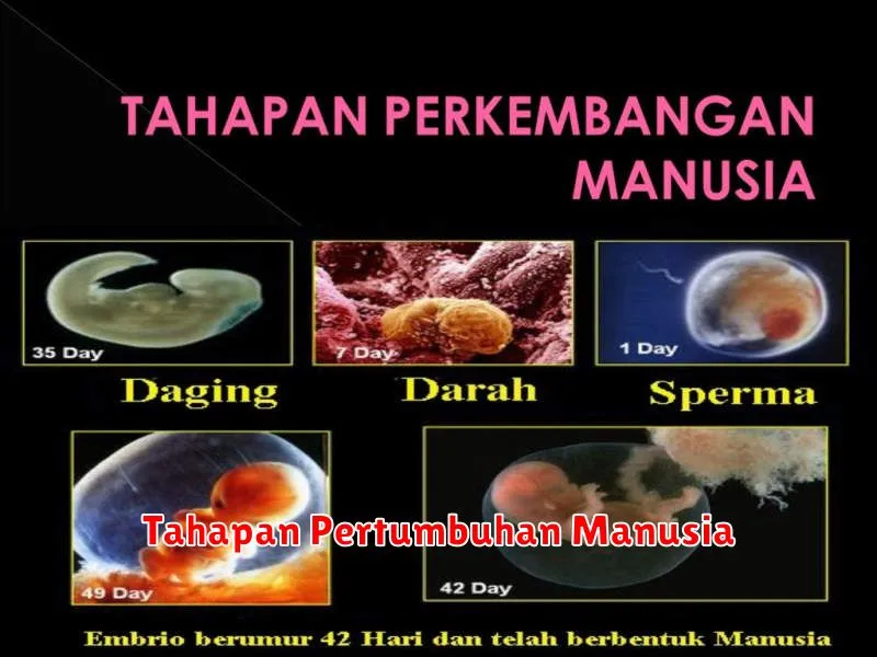 Tahapan Pertumbuhan Manusia