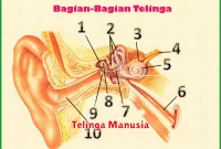 Telinga Manusia