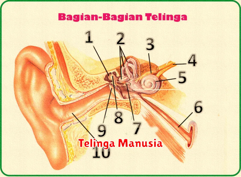 Telinga Manusia