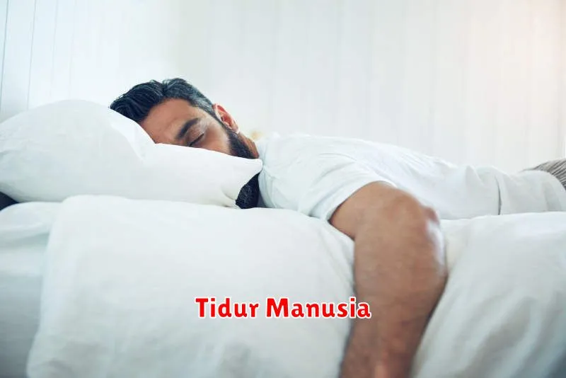 Tidur Manusia