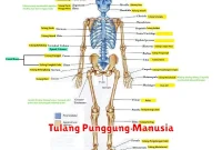 Tulang Punggung Manusia