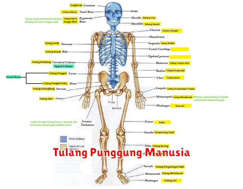 Tulang Punggung Manusia