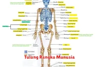 Tulang Rangka Manusia