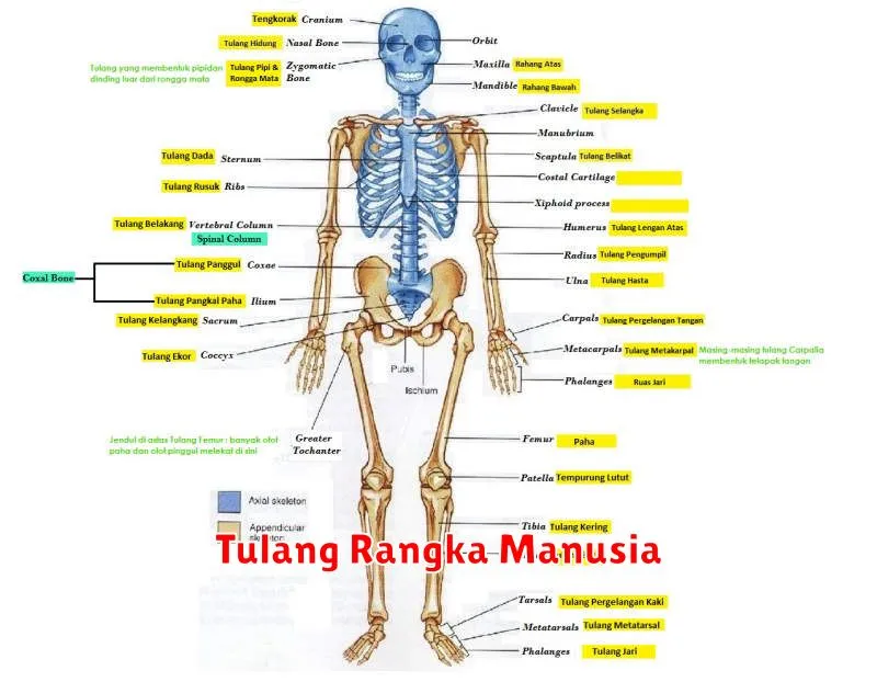 Tulang Rangka Manusia