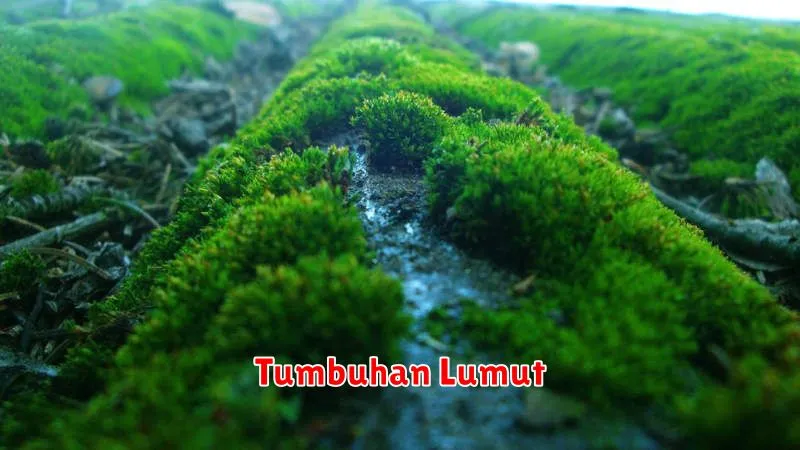 Tumbuhan Lumut