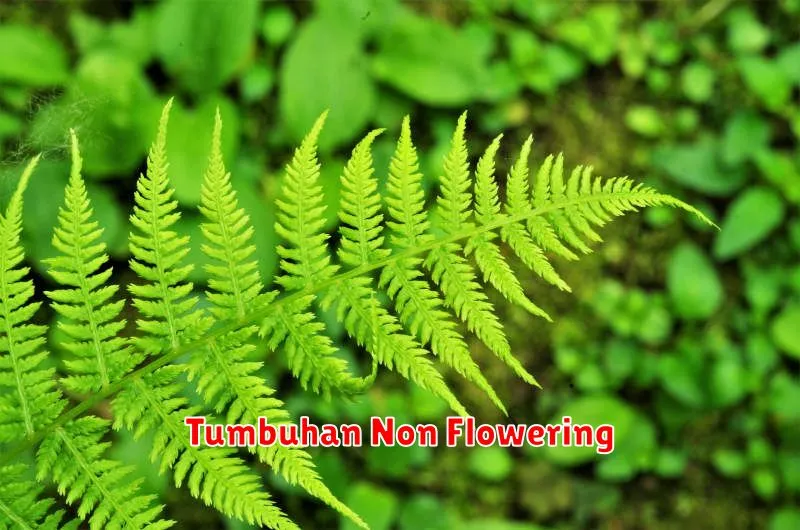 Tumbuhan Non Flowering