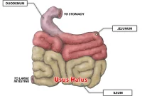 Usus Halus