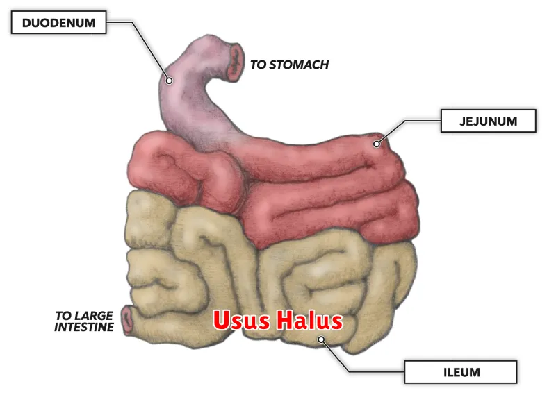 Usus Halus